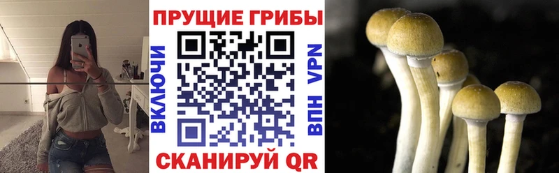 Купить где  Канаш  Галлюциногенные грибы ЛСД 